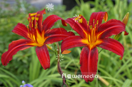 Hemerocallis 'Autumnale Red' - Daylily (103659)