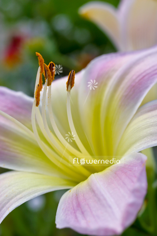 Hemerocallis 'Catherine Woodberry' - Daylily (105452)