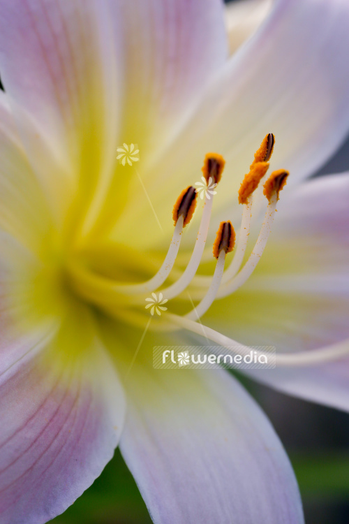 Hemerocallis 'Catherine Woodberry' - Daylily (105453)