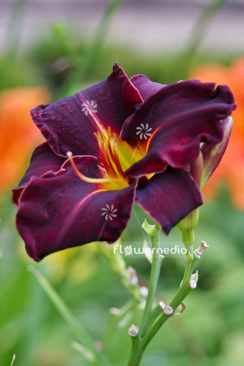 Hemerocallis 'Ed Murray' - Daylily (103662)