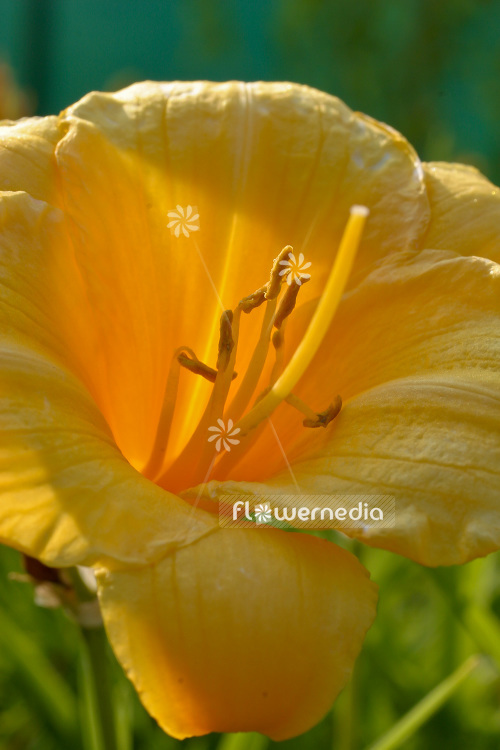 Hemerocallis minor - Grass-leaved day lily (103663)