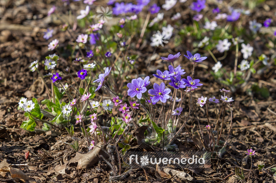 Hepatica auctiloba - Sharp-lobed liverleaf (105867)