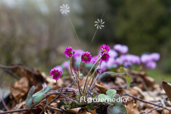 Hepatica 'Red Forest' - Liverleaf (105886)