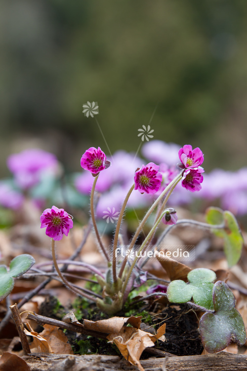 Hepatica 'Red Forest' - Liverleaf (105887)