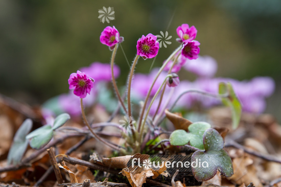 Hepatica 'Red Forest' - Liverleaf (105888)