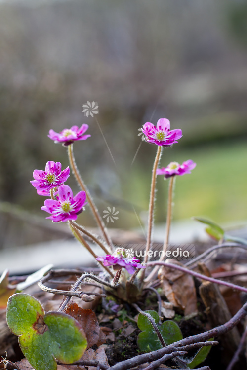 Hepatica 'Red Forest' - Liverleaf (105889)