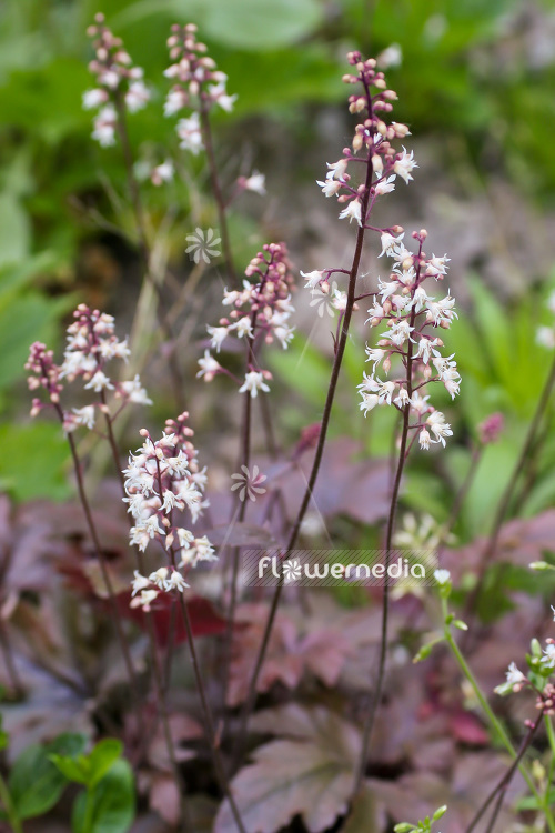 Heuchera 'Chocolate Lace' - Alum root (103677)