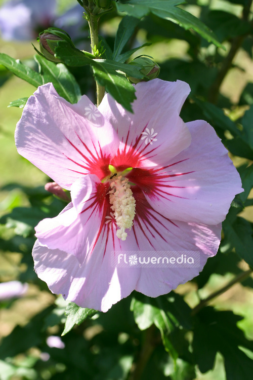 Hibiscus syriacus - Rose mallow (103688)