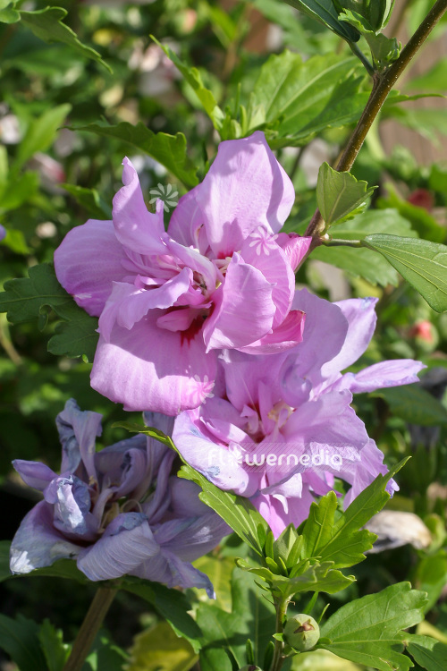 Hibiscus syriacus 'Hamabo' - Rose mallow (103689)