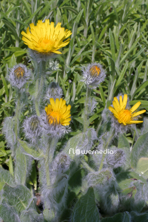 Hieracium bombycinum - Hawkweed (103692)