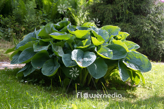 Hosta 'Blue Mammoth' - Plantain lily (107835)