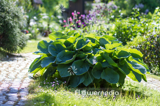 Hosta 'Blue Mammoth' - Plantain lily (108246)