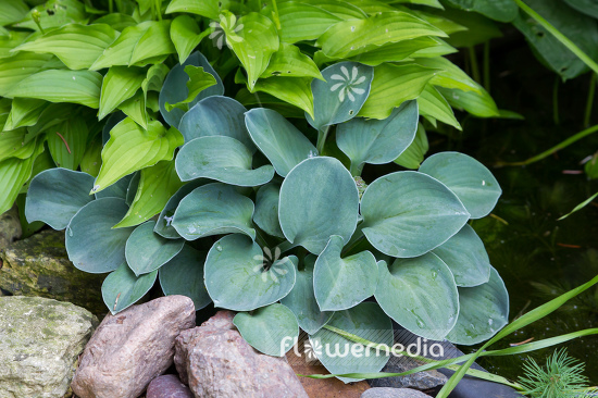 Hosta 'Blue Mouse Ears' - Plantain lily (107837)