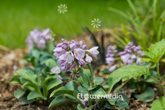 Hosta 'Blue Mouse Ears' - Plantain lily (107838)