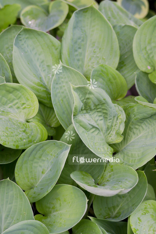 Hosta 'Blue Umbrellas' - Plantain lily (107840)