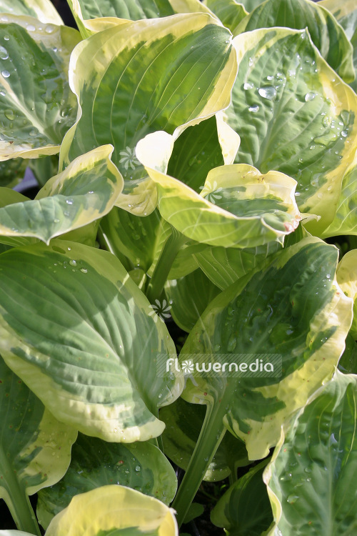 Hosta 'Carnival' - Plantain lily (103699)