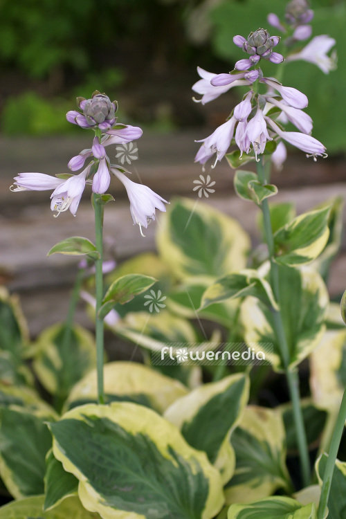 Hosta 'Carnival' - Plantain lily (103701)