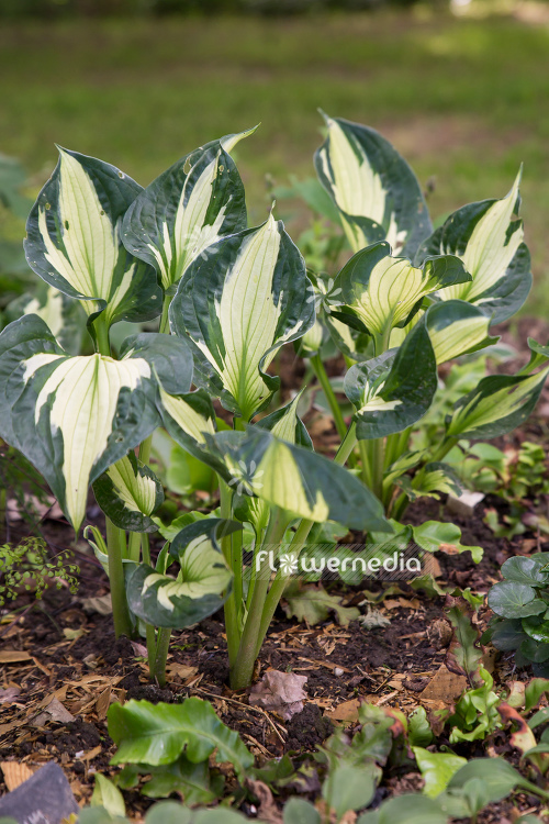 Hosta 'Fire and Ice' - Plantain lily (107861)