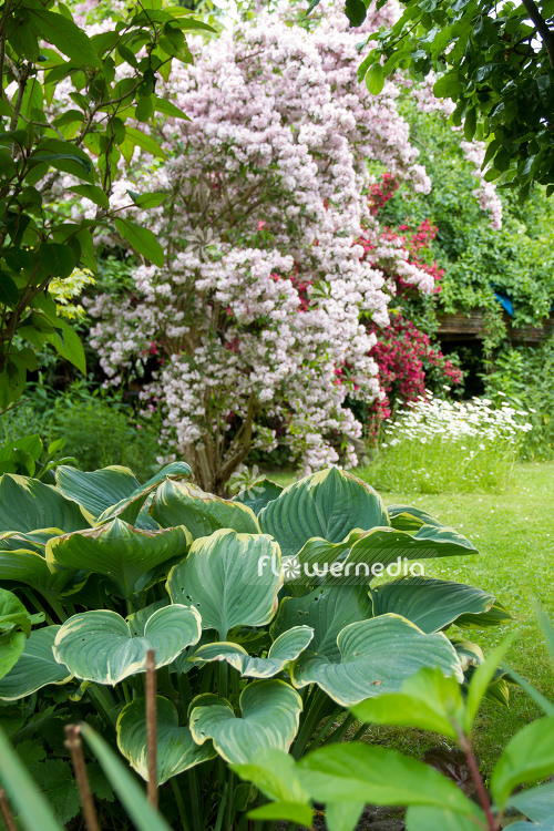 Hosta 'Frances Williams' - Plantain lily (107870)