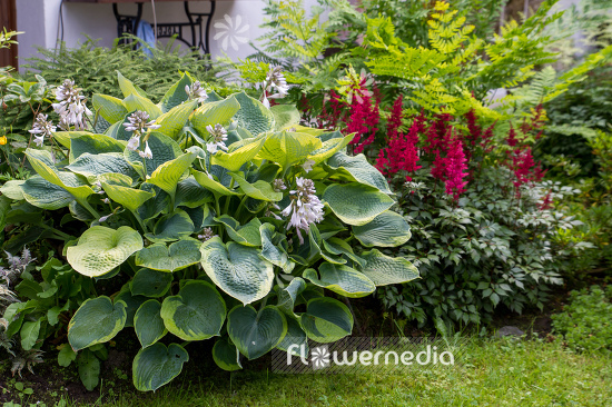 Hosta 'Frances Williams' - Plantain lily (107871)