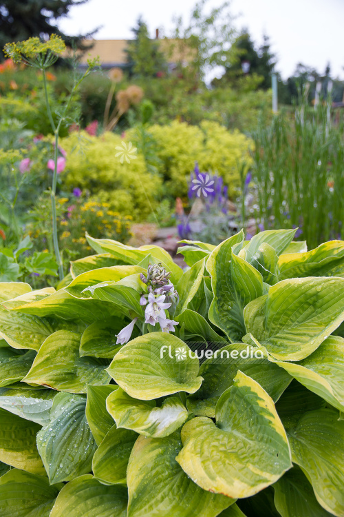 Hosta 'Frances Williams' - Plantain lily (108251)