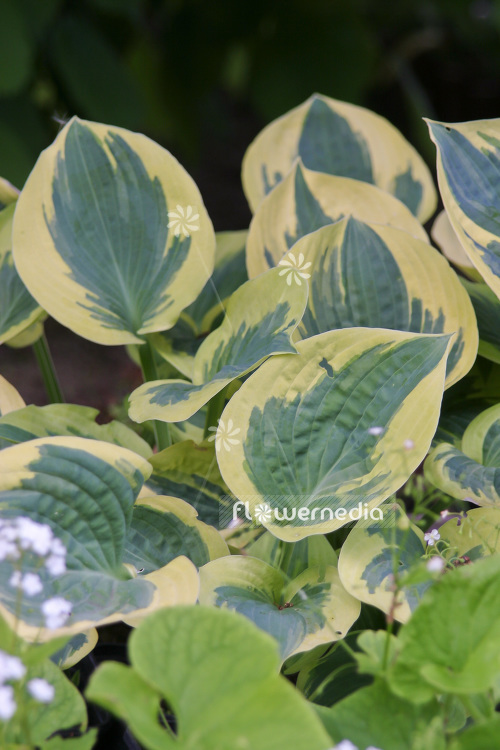 Hosta 'Great Expectations' - Plantain lily (103707)