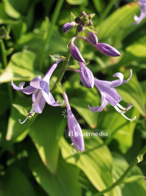 Hosta 'Green Fountain' - Plantain lily (107682)