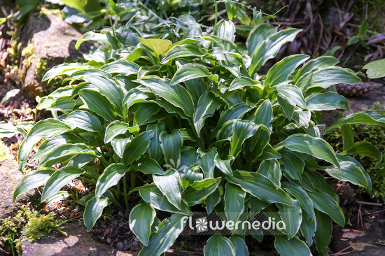 Hosta 'Kifukurin Ko Mame' - Plantain lily (107905)