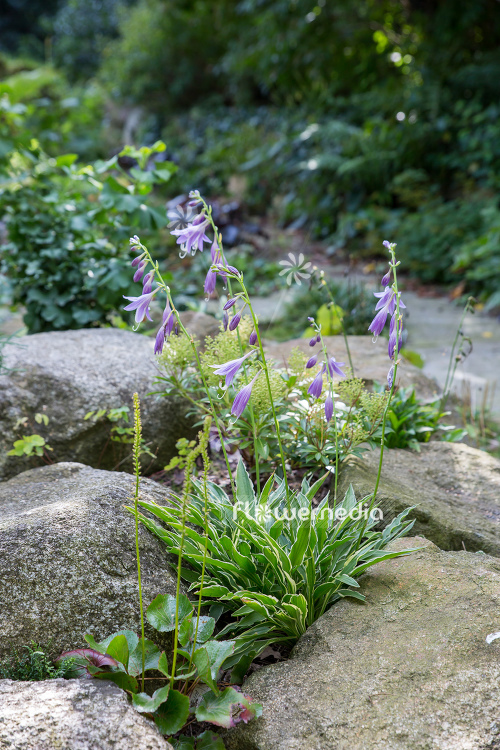 Hosta kikutii 'Yakusimensis' - Plantain lily (108254)