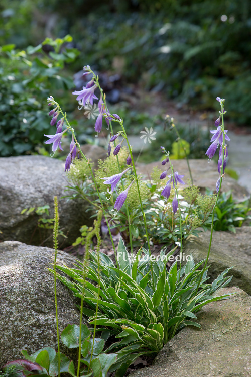 Hosta kikutii 'Yakusimensis' - Plantain lily (108255)