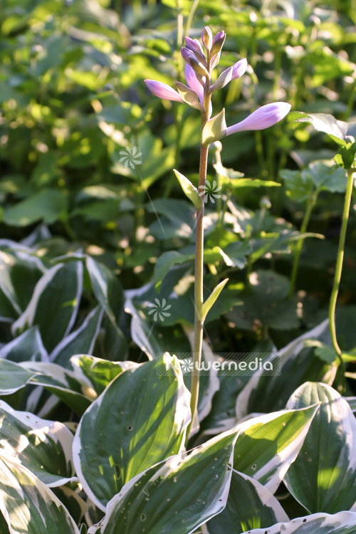 Hosta 'Minuteman' - Plantain lily (103711)