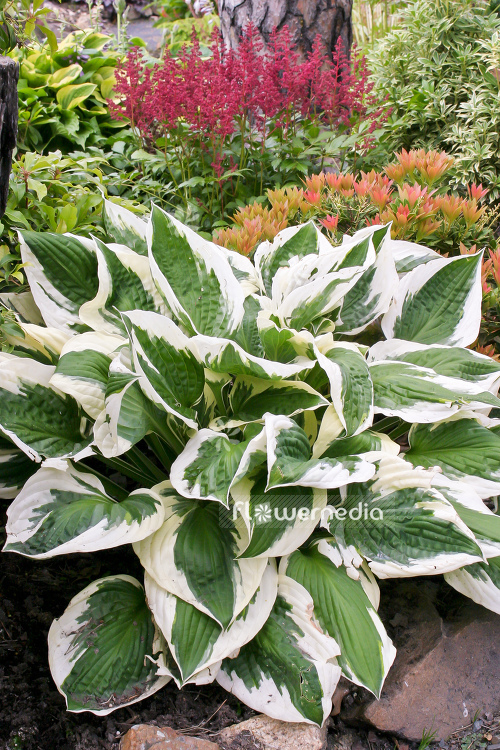 Hosta 'Patriot' - Plantain lily (107930)