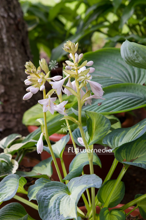 Hosta 'Raspberry Sundae' - Plantain lily (107942)