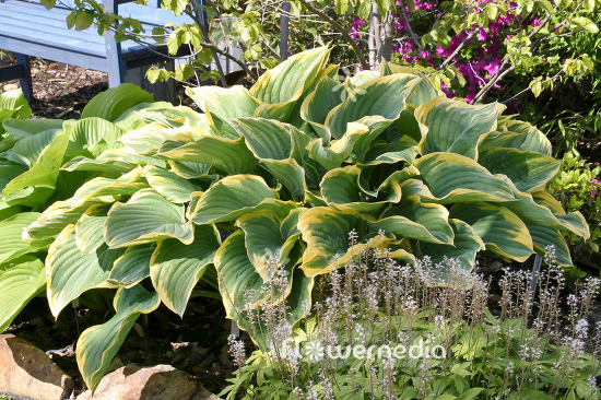 Hosta 'Sagae' - Plantain lily (107951)