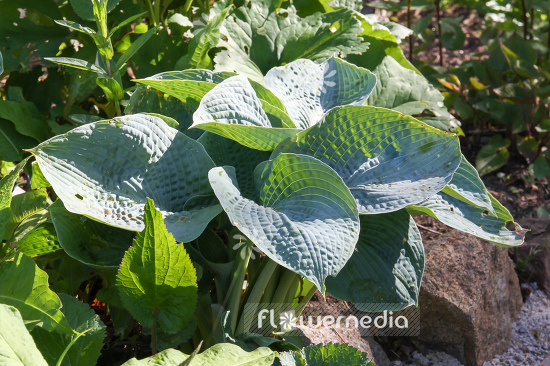 Hosta sieboldiana var. elegans - Plantain lily (107955)