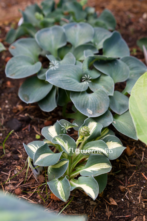 Hosta 'Snow Mouse' - Plantain lily (107957)