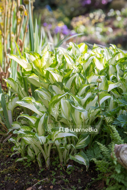 Hosta undulata var. undulata - Snow-feather plantain lily (107976)