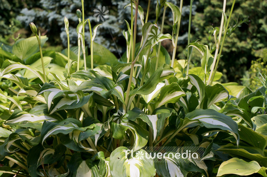 Hosta undulata var. univittata - One-striped wavy plantain lily (107986)