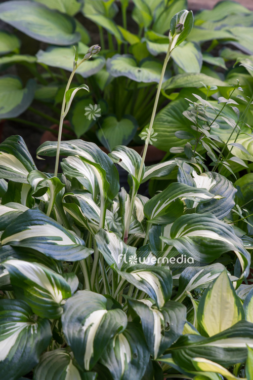 Hosta undulata var. univittata - One-striped wavy plantain lily (107987)
