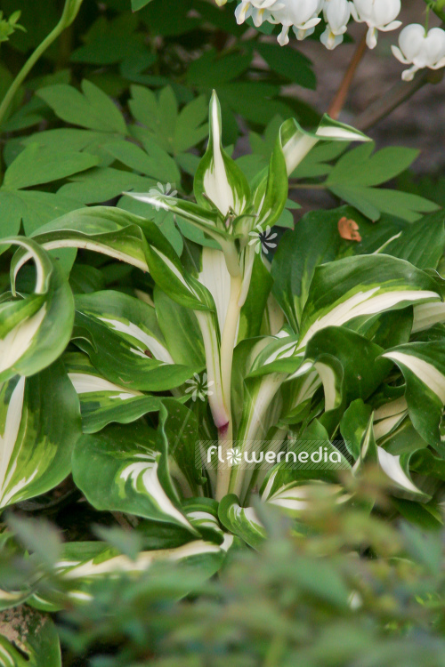 Hosta undulata var. univittata - One-striped wavy plantain lily (107989)