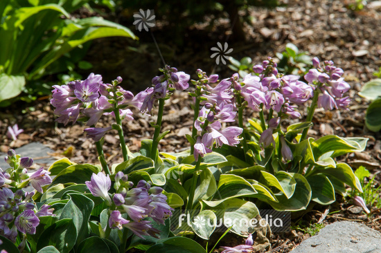 Hosta 'Yellow Mouse Ears' - Plantain lily (107998)