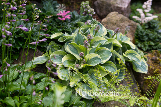 Hosta 'Yellow Mouse Ears' - Plantain lily (108264)