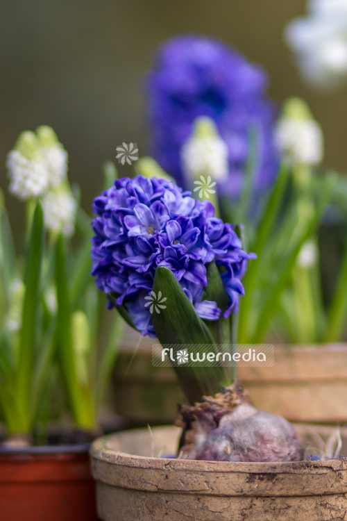 Hyacinthus orientalis - Common hyacinth | Cultivar (105458)