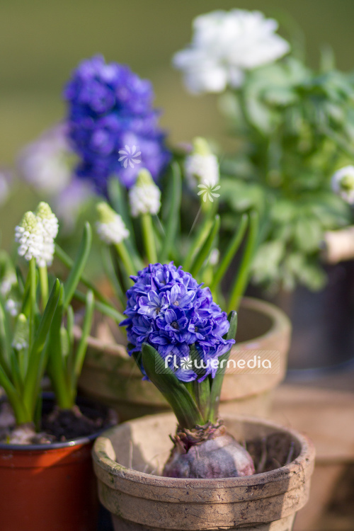 Hyacinthus orientalis - Common hyacinth | Cultivar (105459)