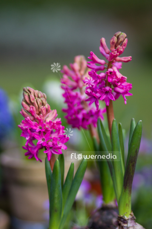 Hyacinthus orientalis - Common hyacinth (103725)