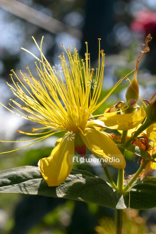 Hypericum hircinum - Lemon St. John's wort (105460)