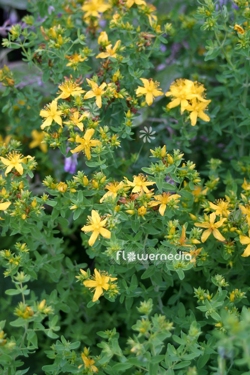 Hypericum perforatum - Common St. John's-wort (103740)