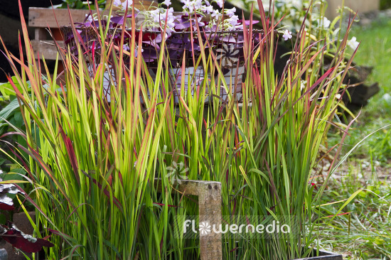Imperata cylindrica 'Rubra' - Japanese blood grass (103760)
