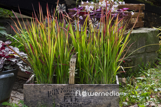Imperata cylindrica 'Rubra' - Japanese blood grass (103761)