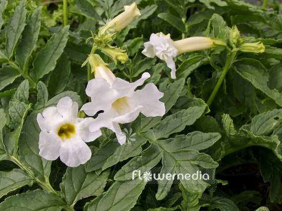 Incarvillea delavayi 'Snow Top' - White hardy gloxinia (101116)